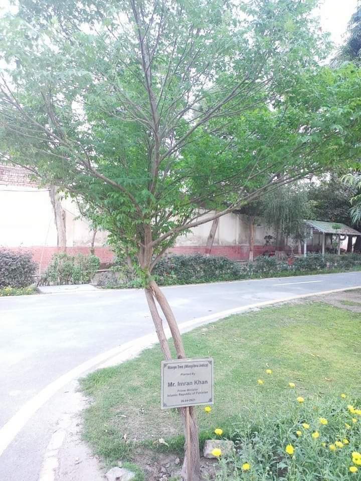 ملتان میں 3 سال پہلے عمران خان کے ہاتھوں لگایا گیا آم کا درخت بڑا ہوکر نیم کا درخت نکلا
#حافظ_صاحب_تن_کے_رکھو