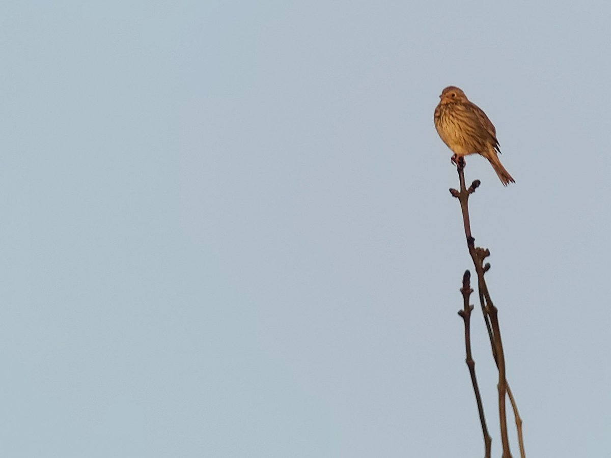 A stunning morning at #salopobs saw an amazing 5️⃣ additions to the yearlist including Spotted Fly, Corn Bunting and Lesser Whitethroat, then the Tawny owlet gained some bling 💍 and we got Kestrel-ready 🛖🤞