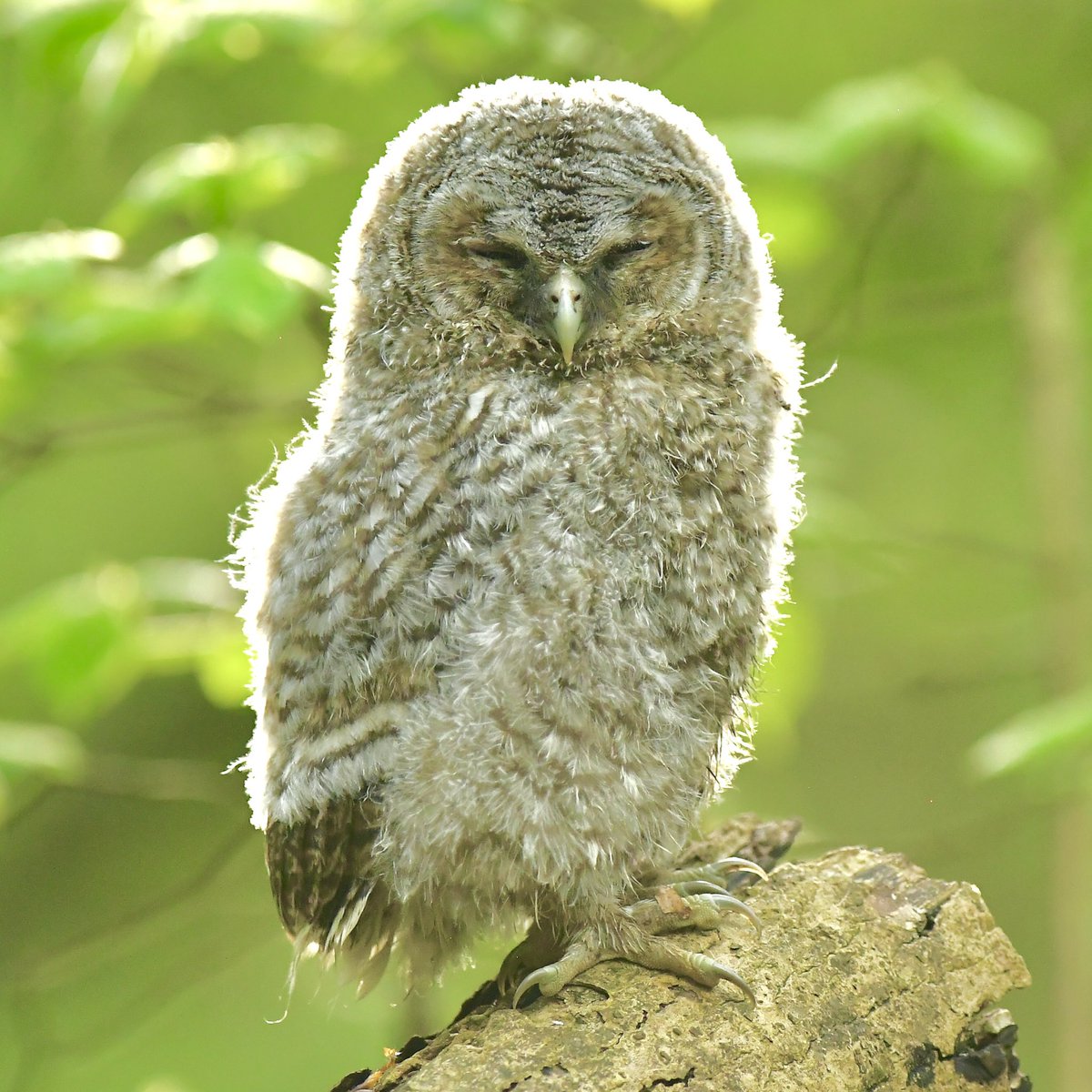 One year since I came across this Tawny Owlet in Mitchley Wood. I wonder how it’s doing in life