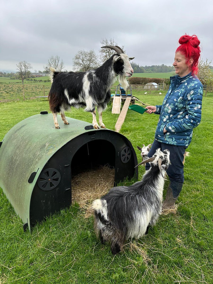 Surrounded by goaty goodness 😍

#arnbegfarmstayscotland #goats