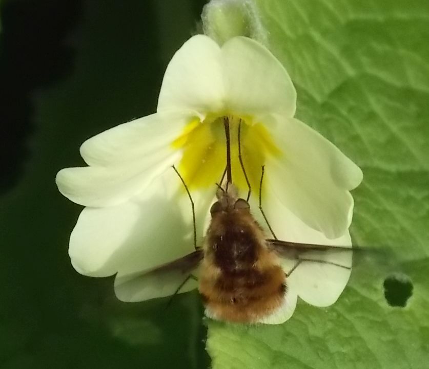 Bee Fly (Bombylius major) on Primrose (Primula vulgaris) in Buxton this week #wildflowerhour @DaNES_Insects