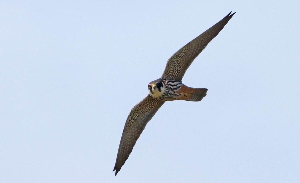 Sadly no sign today of the Woodchat Shrike @RSPBRainham but good numbers of Hobbies! @EssexBirdNews