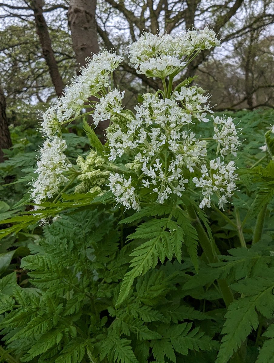 Aromatic archaeophyte Sweet Cicely releasing an aniseed scent into the spring air. Wolsingham #CountyDurham 
@BSBIbotany @wildflower_hour #Spring #botany

bsbi.org/archaeophytes