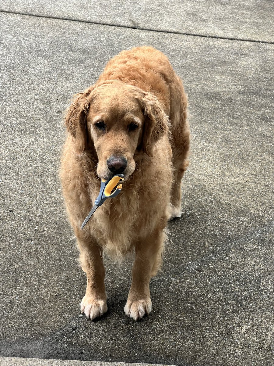 Mom taught me to always carry your scissors with the pointy end down. #dogsofx #safetyfirst #goldenretriever