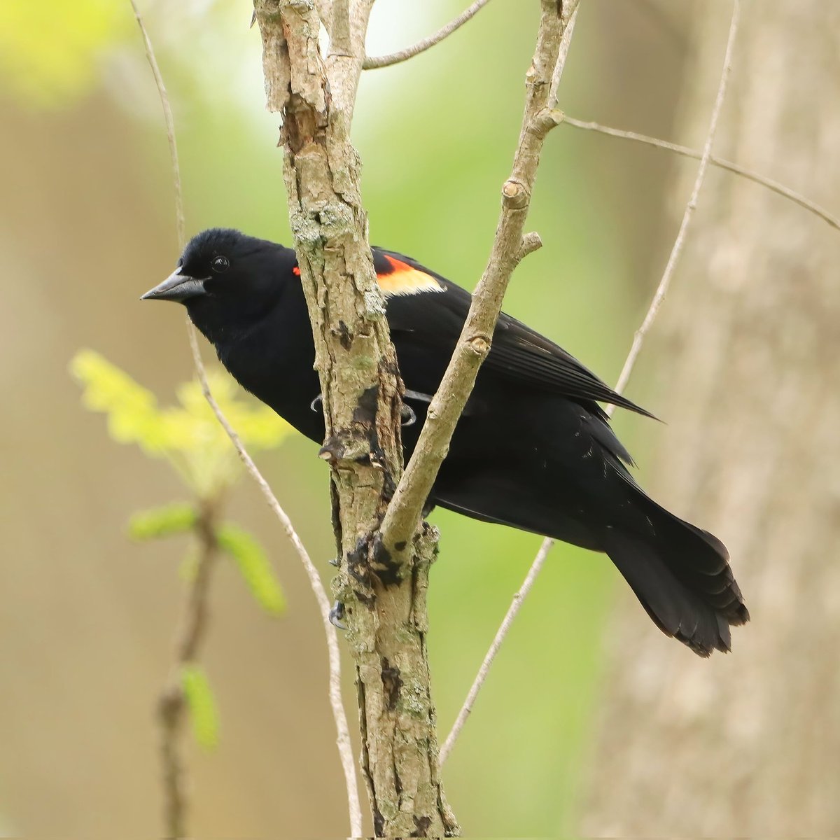 Did you know that the red-winged blackbird is a highly polygynous species? Males have many female mates and, according to one source, up to 15 in some cases! #didyouknow #birdknowledge #redwingedblackbirds #redwingedblackbird #birdlovers #ohiobirdworld #ohiobirdlovers