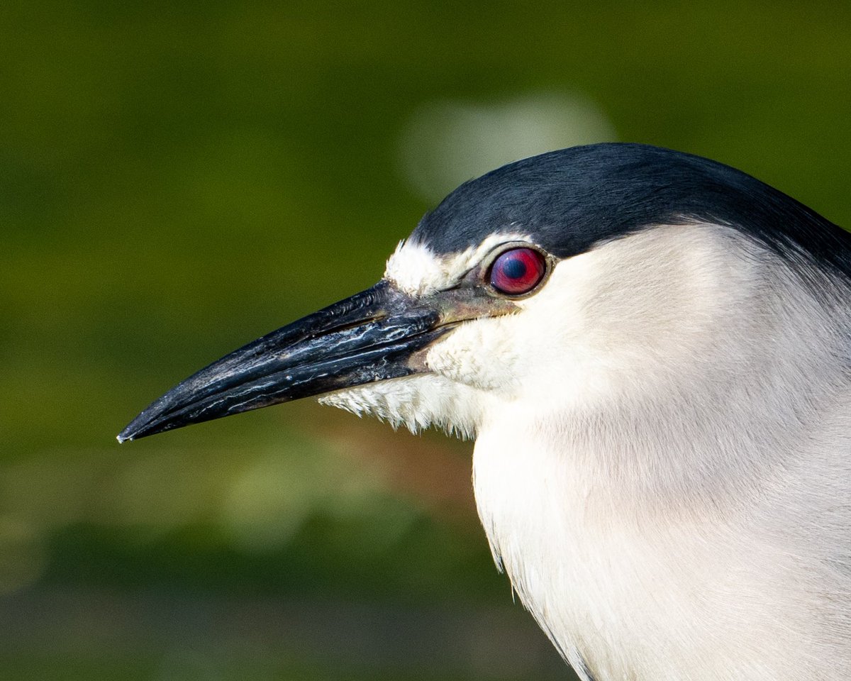 Black-crowned Night Heron shows its nictitating membrane, or inner, translucent eyelid.