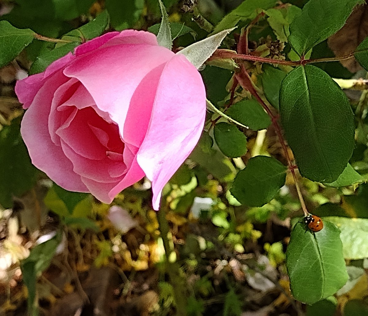 #FlowerReport: A rose with a ladybug friend, in San Jose, California this morning.