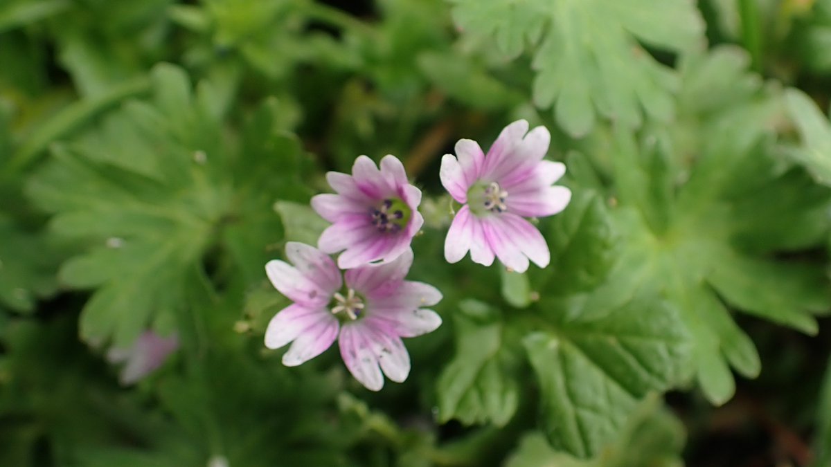 A very pretty colour form of Dovesfoot Cranesbill, Geranium molle, in Bromley Park for #WildflowerHour.