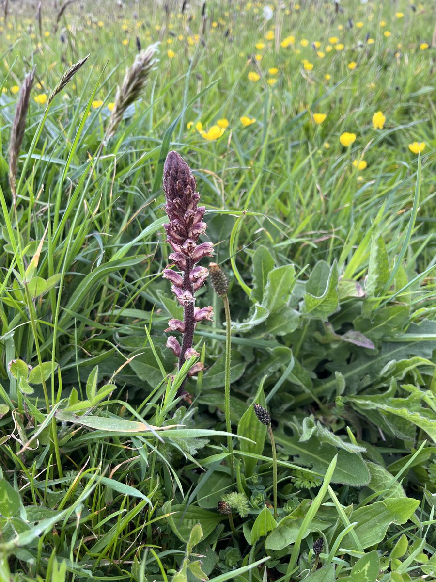 Common broomrape for #wildflowerhour