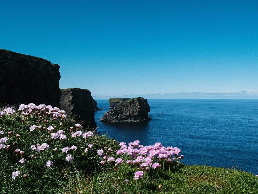 Thrift, Sea Pink in blossom along with the Sun in Clare brought Kilkee's Cliff walk up a level today
#thrift #seapink #kilkeebythesea
#cliffwalk #kilkee
#wildatlanticway #coastalphotography
@wildatlanticway @kilkeebythesea 
@ClareCoCo @ClareChampion @ClareEcho @GoToIreland