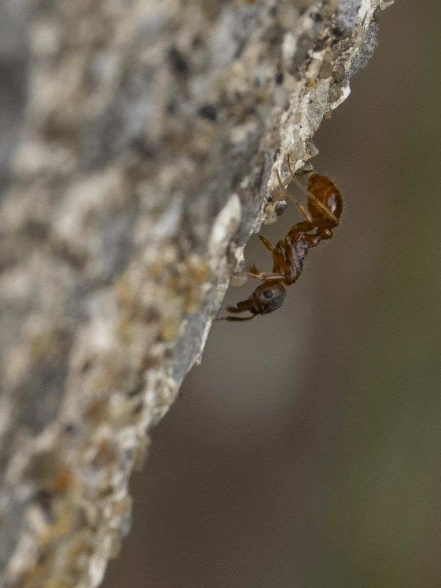Ants are amazing #Togtweeter #ThePhotoHour #snapyourworld #insects #ants #macro #NaturePhotography #macrophotography