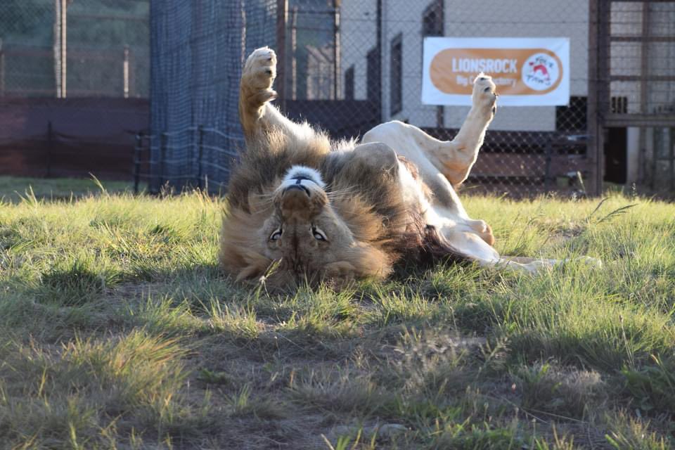 Nikolyna are settling in to their new life at LIONSROCK Big Cat Sanctuary! 🦁❤️ Under the watchful eye of their skilled animal caretaker, Kim, the two lions are being monitored to ensure their smooth transition into their species-appropriate habitat. Stay tuned for further…