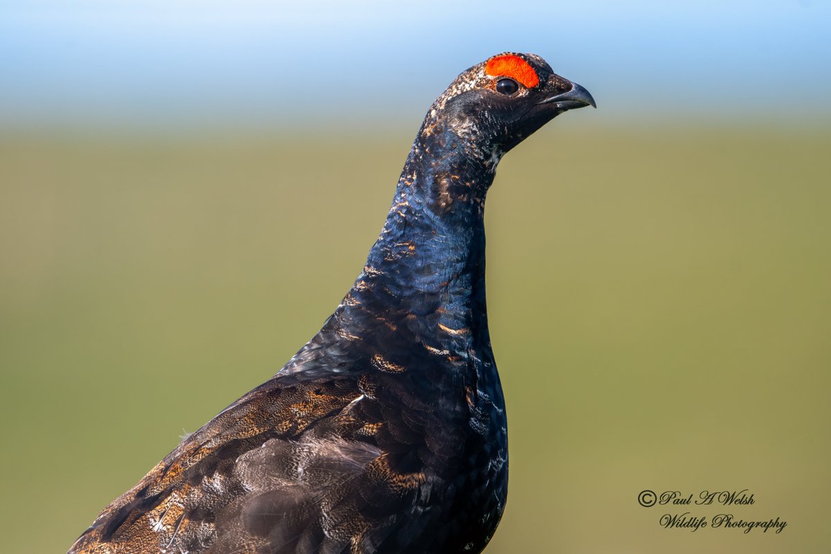 Black Grouse, Langdon Beck Teesdale.
@teesbirds1 @teeswildlife @DurhamBirdClub
@Natures_Voice @NatureUK @WildlifeMag
@BBCSpringwatch @NTBirdClub @NikonUK #naturephotographyday #birds #wildlifephotography