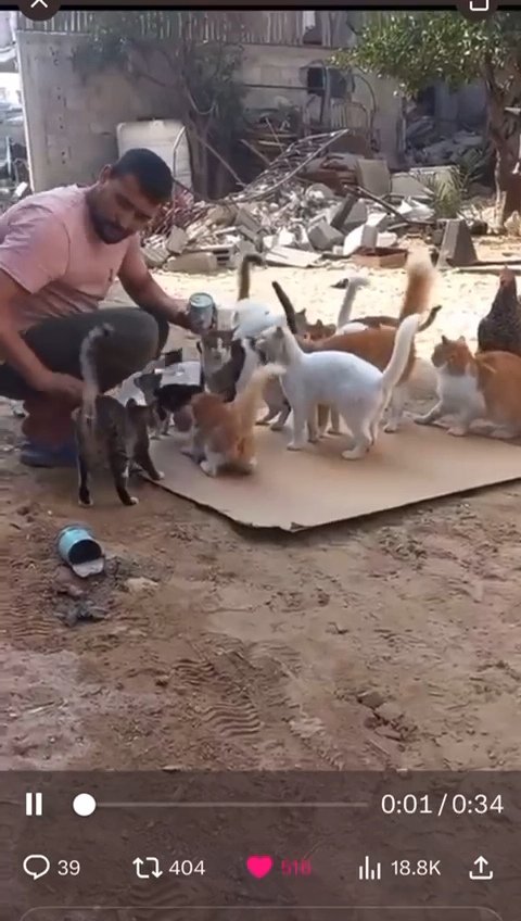 🐱🐈🙏paypal.com/paypalme/feedc…🐾🙏😔 🙏😔gofund.me/321ed090🙏🆘️🚨