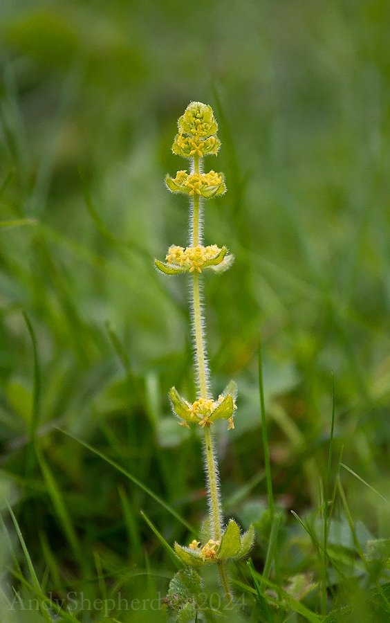 Not much in the way of flowers this week for #wildflowerhour No Orchids unfortunately, but a first for me, the lovely Crosswort.