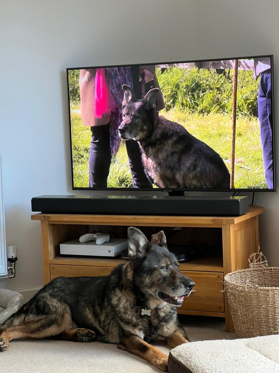 There's my georgous RPD Bowser on the telly this morning with Alan Titchmarsh and Lady Bathurst (well, part of them) <a href="/The_NFRSA/">NFRSA</a>