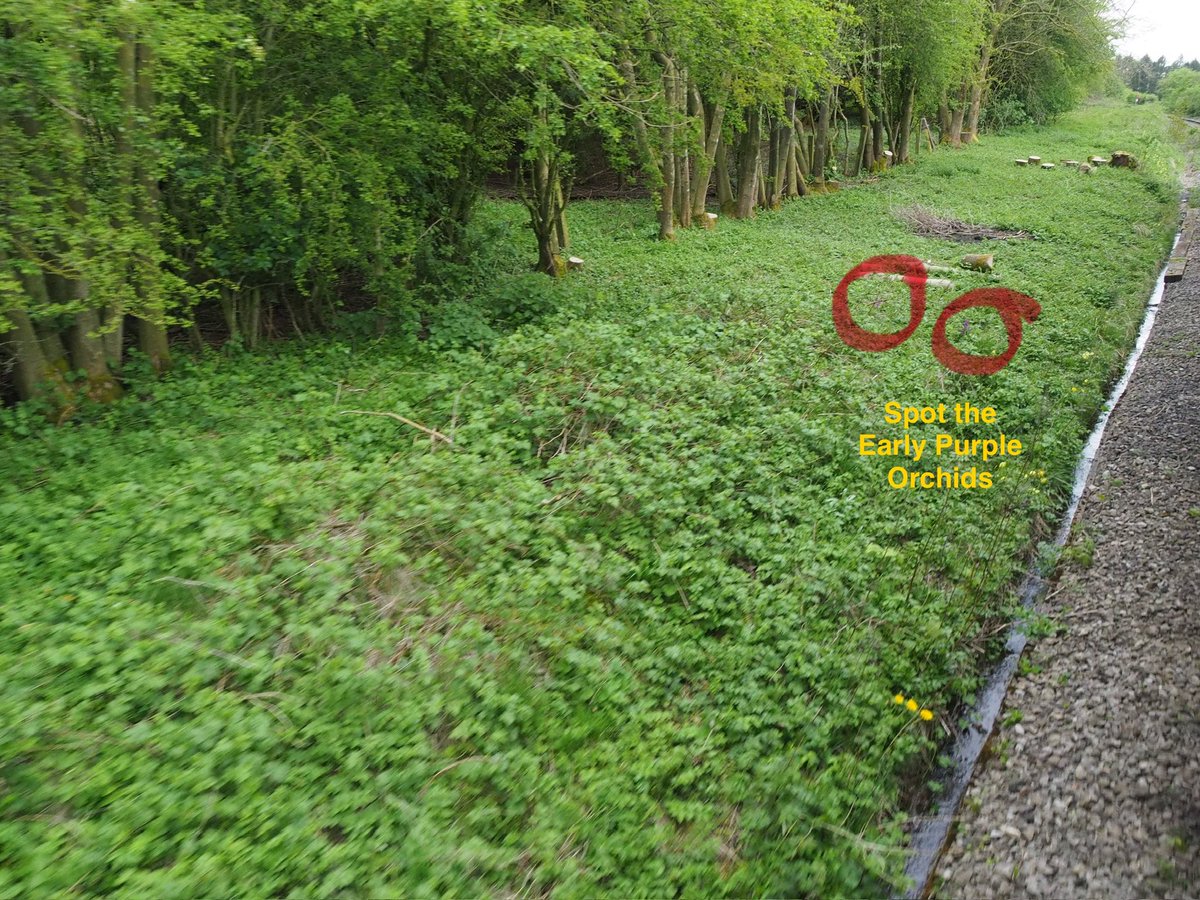 Botanising at 25 mph, whilst on @WensleydaleRail , - photos hards to take, but I had to try to capture the Early Purple Orchids by the trackside #wildflowerhour 😊