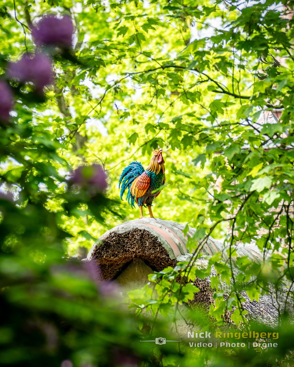 Doorkijkje!

#efteling #haan #vrouwholle #doorkijkje #lente #groen #natuur #sprookjesbos