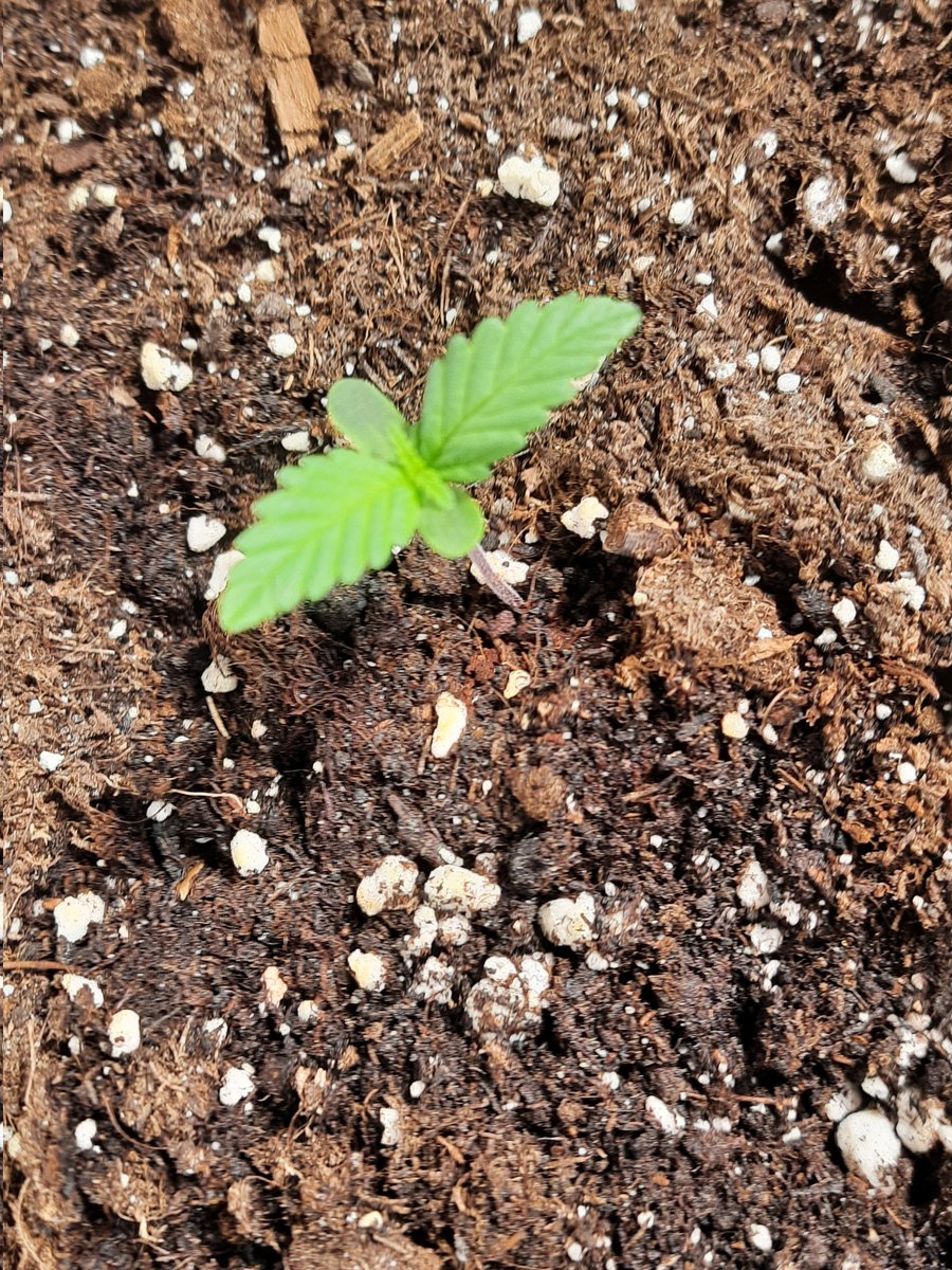 mjheadshop's tweet photo. Die Große ist vor einer Woche gekeimt. Sieht doch alles ganz gut aus bisher. Immer noch klein und niedlich. 
Es ist einfach soo schön es wachsen zu sehen und wie schnell eigentlich auch. 💚😍

#growyourown #cannabisculture
#cannabiscommunity #weed #Weedmob #WeedLovers https://t.co/X4KO2tOlDi