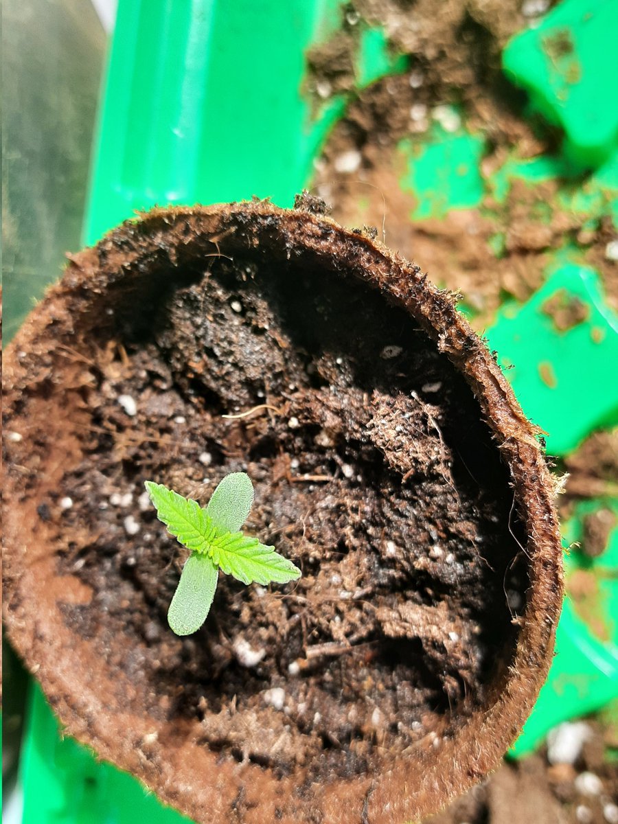 mjheadshop's tweet photo. Die Große ist vor einer Woche gekeimt. Sieht doch alles ganz gut aus bisher. Immer noch klein und niedlich. 
Es ist einfach soo schön es wachsen zu sehen und wie schnell eigentlich auch. 💚😍

#growyourown #cannabisculture
#cannabiscommunity #weed #Weedmob #WeedLovers https://t.co/X4KO2tOlDi