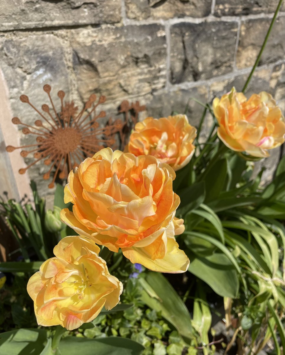 Beautiful tulips popping in the spring sunshine ☀️ such lush blooms, and huge! @FarmerGracy bulbs as always #springsunshine #GardeingTwitter