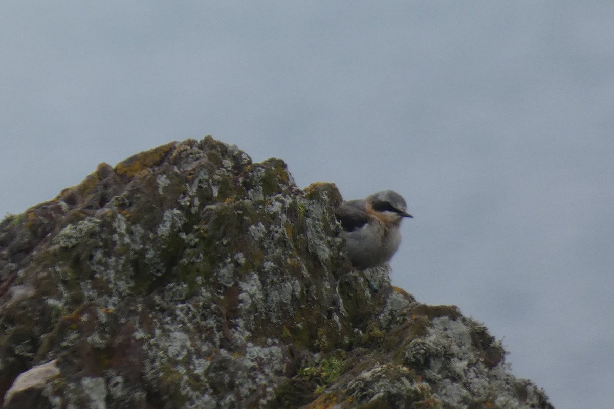Ian Beggs (@fatsnipe) on Twitter photo Wheatear males in full breeding plumage are a striking bird. It is also amazing just how effective they are at camouflage. Here D18 is modelling a rocky outcrop down at Little Bay <a href="/SkokholmIsland/">Skokholm Island</a> to prove the point. Wheatear males in full breeding plumage are a striking bird. It is also amazing just how effective they are at camouflage. Here D18 is modelling a rocky outcrop down at Little Bay <a href="/SkokholmIsland/">Skokholm Island</a> to prove the point.