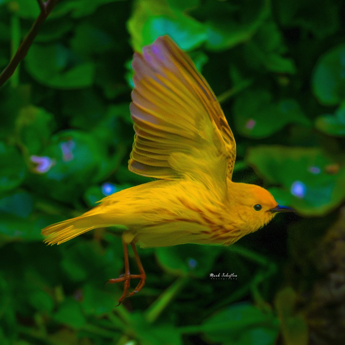 Yellow Warbler, Central Park, N.Y.C  #birdcpp #TwitterNatureCommunity #birdsofinstagram #britishnatureguide #naturephotography #birdphotography #twitterphotography #wildbirdphotography #nikonphotography #NatureBeauty #nycaudubon 5.04.24