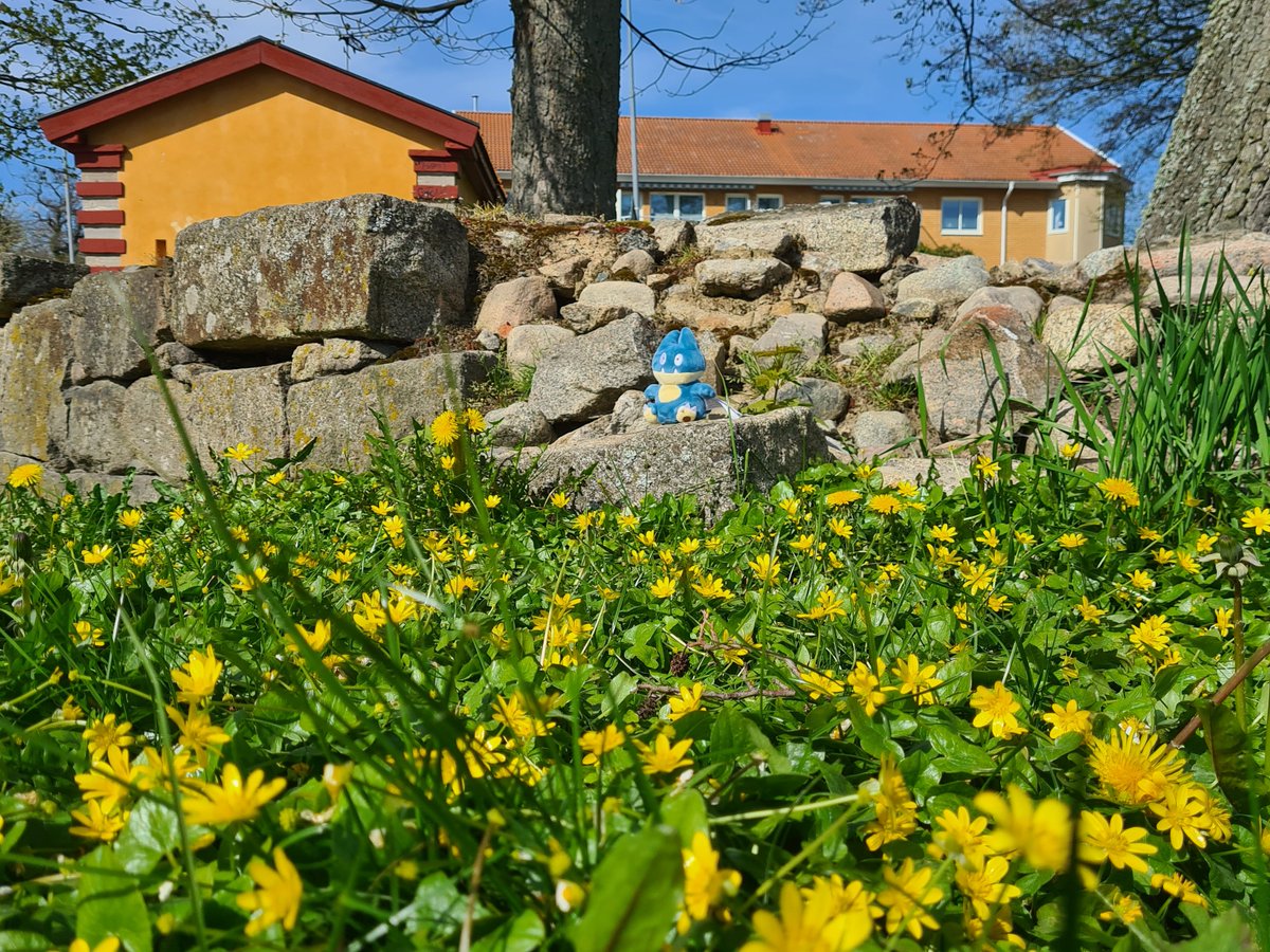 Enjoying the sun, surrounded by very short-lived pilewort flowers.