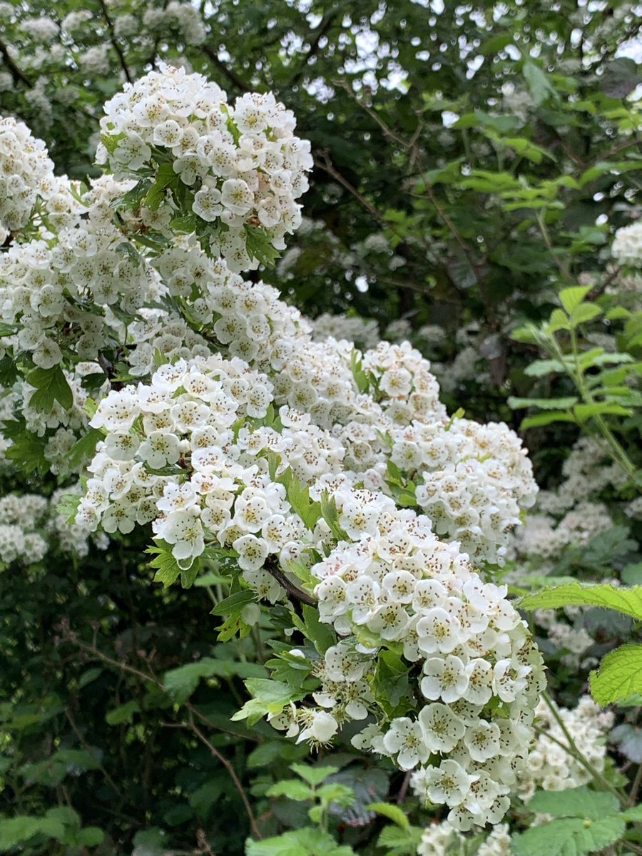 A starburst of flowers for #wildflowerhour 
 #HedgerowChallenge