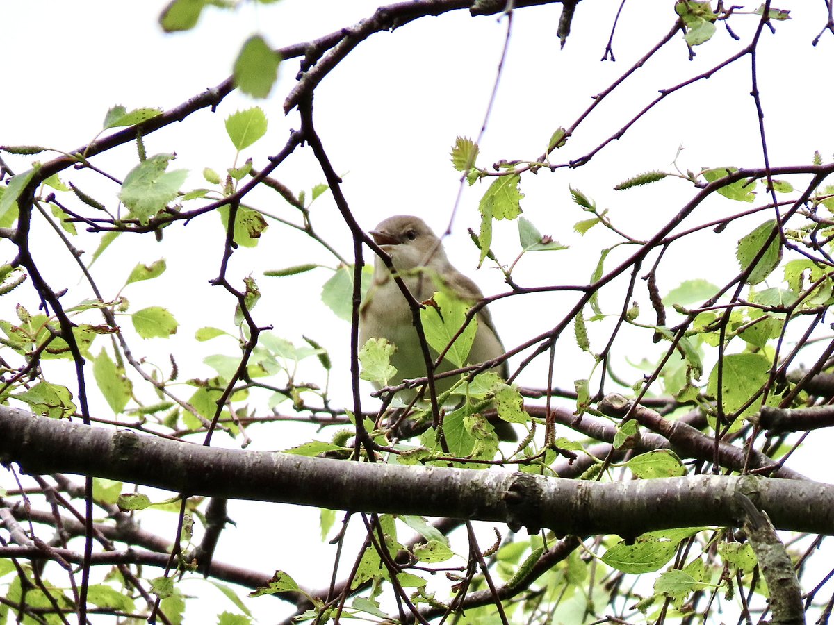 At least 3 singing Garden Warblers at Margam Country Park, during a brief, soggy visit, this afternoon (2 pictured)