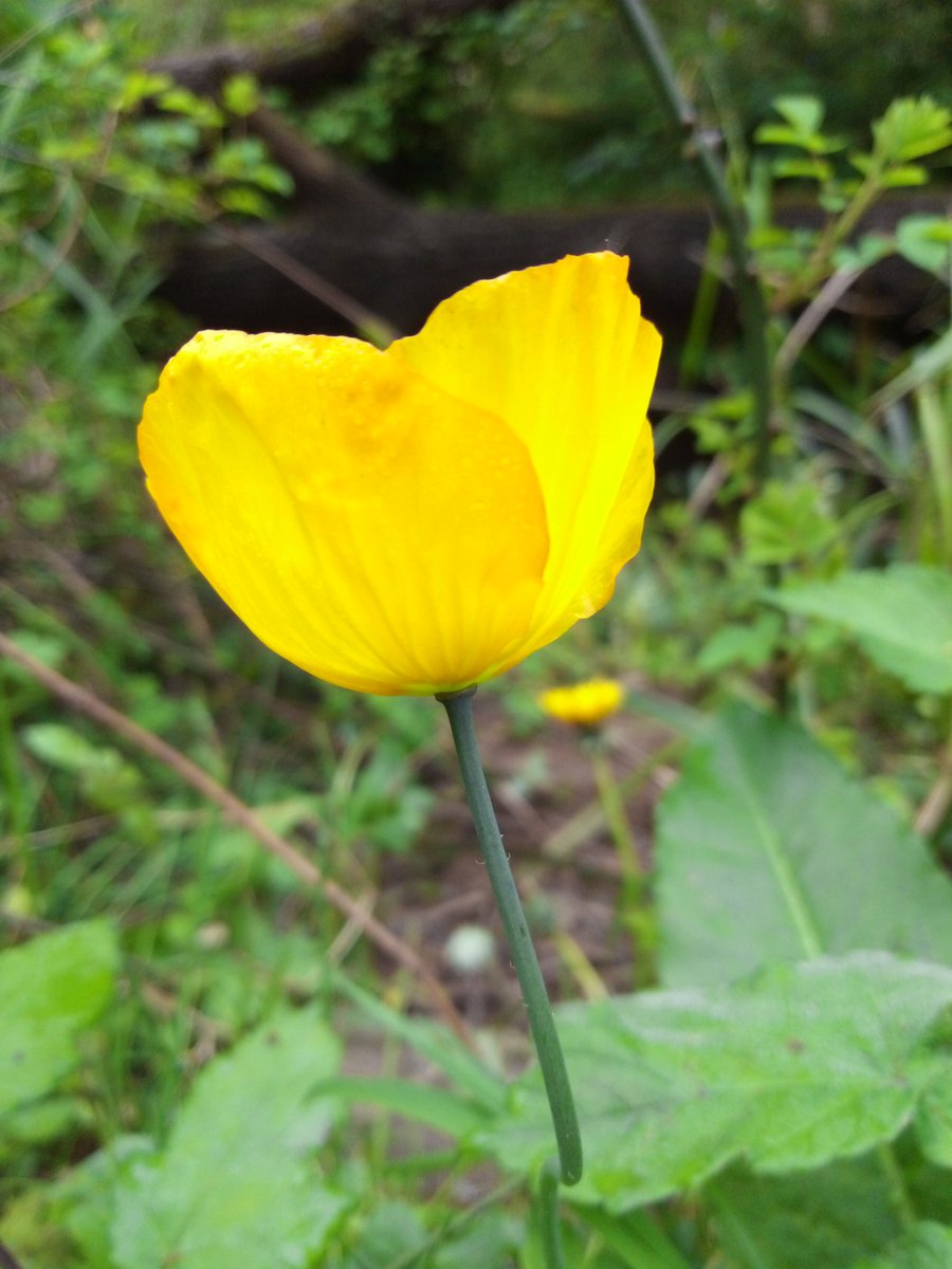 Found this Welsh Poppy growing by the River Clyne in Swansea today. Never seen any in the area before, so think it may be an escape: #wildflowerhour @WTSWW_Swansea @WTSWW