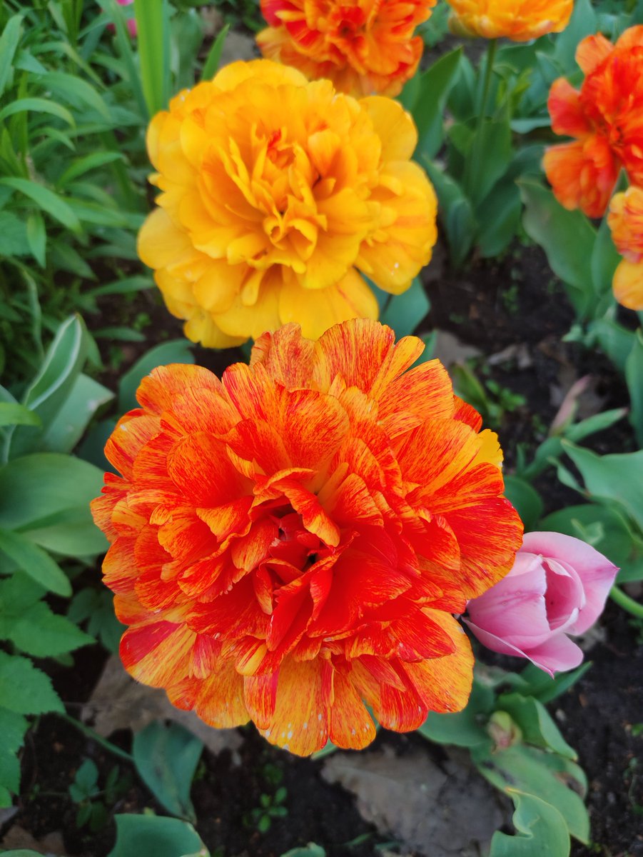 Beautiful tulips. 🌷🌷🌷 #Flowers #MyPhoto