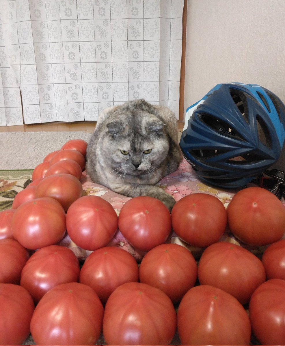 ギャオス tweet media