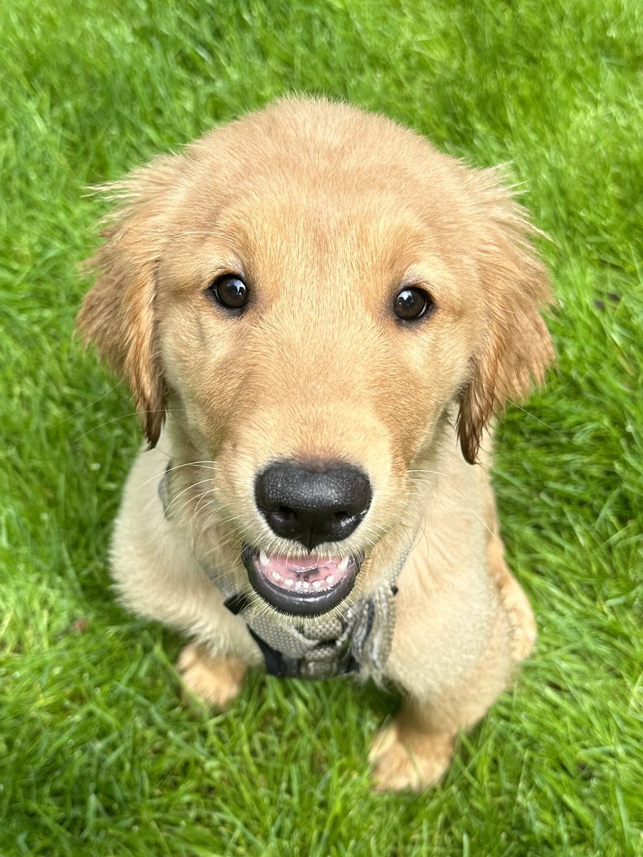AdinaRainbird's tweet photo. Welcome to our family - we love you to pieces - Reese! Meet our new Grand Pup! ❤️🐶🐾🥰🏡 https://t.co/TphN5kWOx7