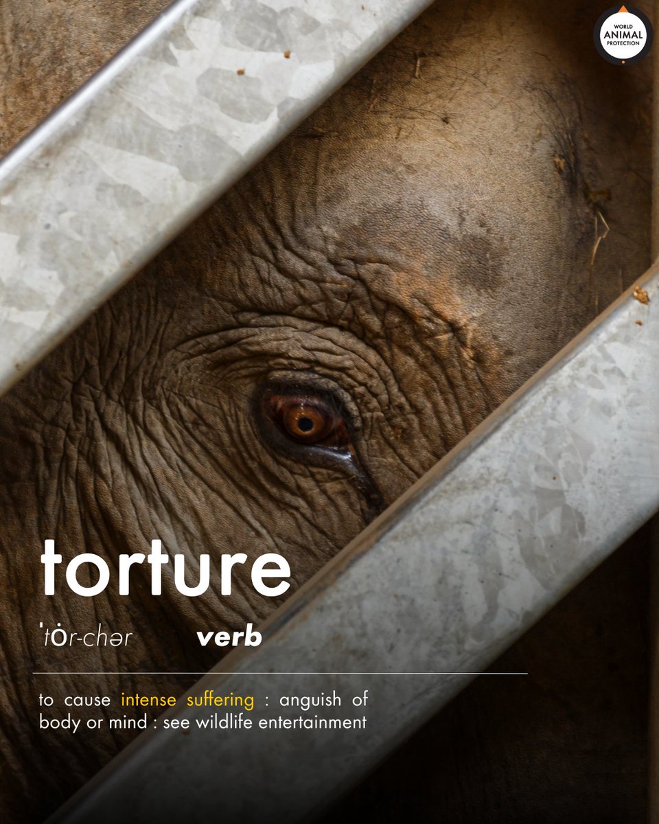 Elephants in captivity experience extreme anguish in order to perform circus-style tricks, give rides, or participate in bathing and feeding experiences.

This intense suffering can often be seen in elephants displaying stereotypical behavior, such as swaying back and forth. 💔🐘