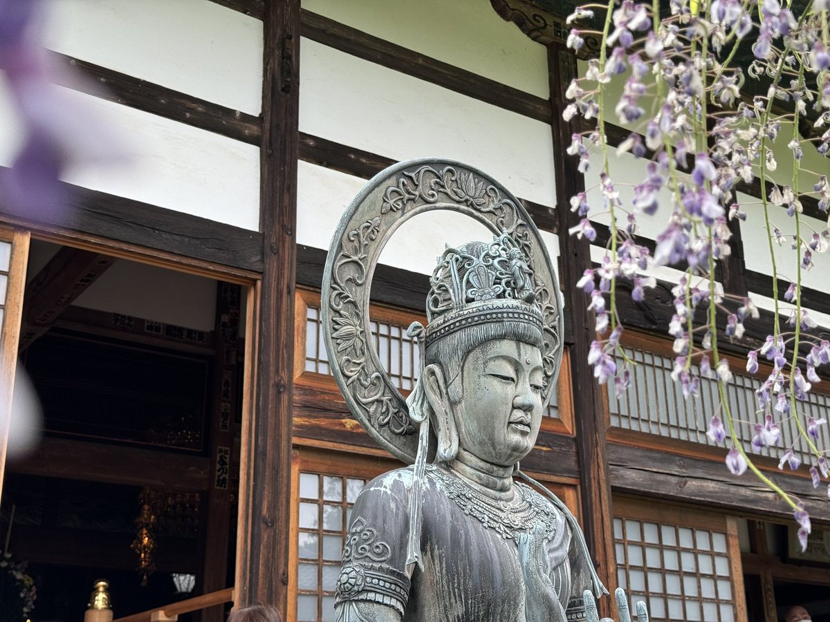 本庄市にある長泉寺の藤棚✨
天気に関係なく美しかった☺️
美しい仏像も沢山、まつられていてお寺好きな方にはかなりお勧めのお寺です♪
是非お越しくださいませ😉
※お寺なので、静かに参拝しましょうね😊
 #saitabi