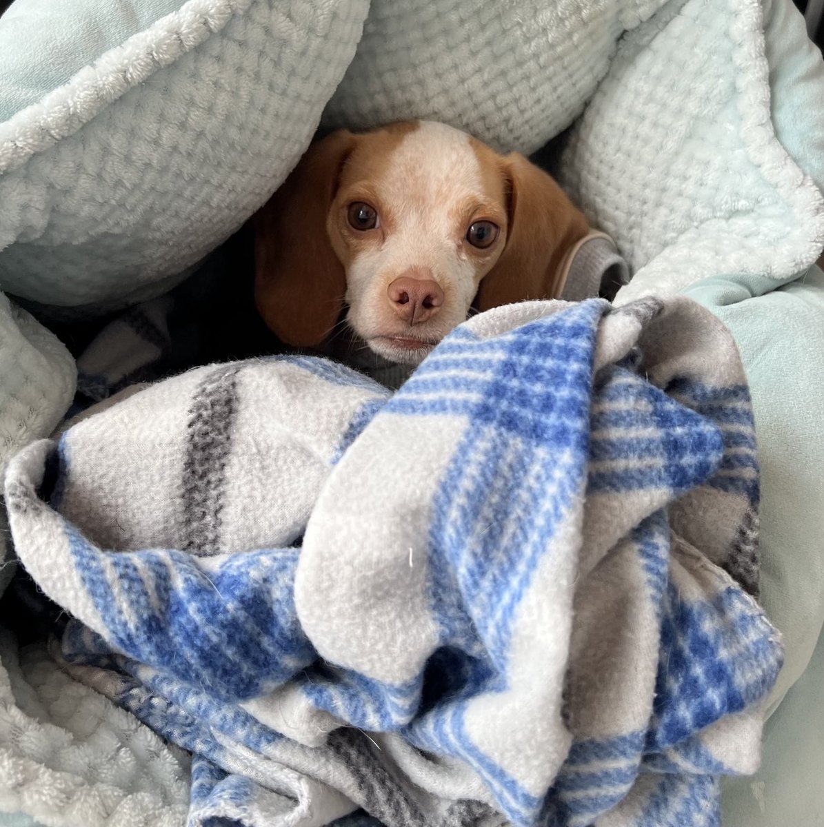 Good night Pals! All snuggled in. 💤💤🐶
Hope you all had a good weekend! 
#heckcancer #livingmybestlife #pocketbeagle #lemonbeagle #beagle #dogsofx #dogsoftwitter