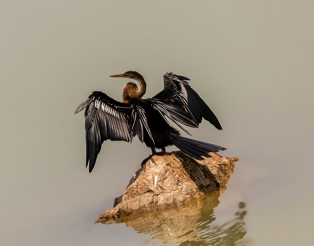 I'm not perfect; I make mistakes all the time. All I can do is to try my best to learn from my mistakes, take responsibility for them, and do a better job tomorrow. Lana.
Manipal Mornings. . . ' Poise '. . anhinga . . . Anhinga anhinga. . .