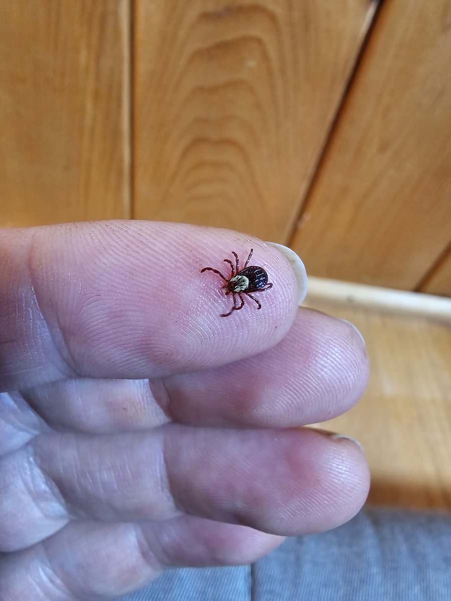 1st woodtick of the year.