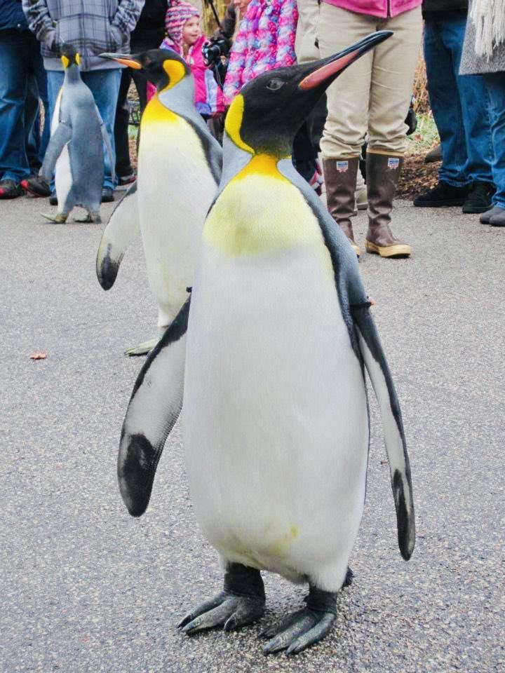 ペンギン🐧パレード
#stlzoo  #penguinparade #思い出