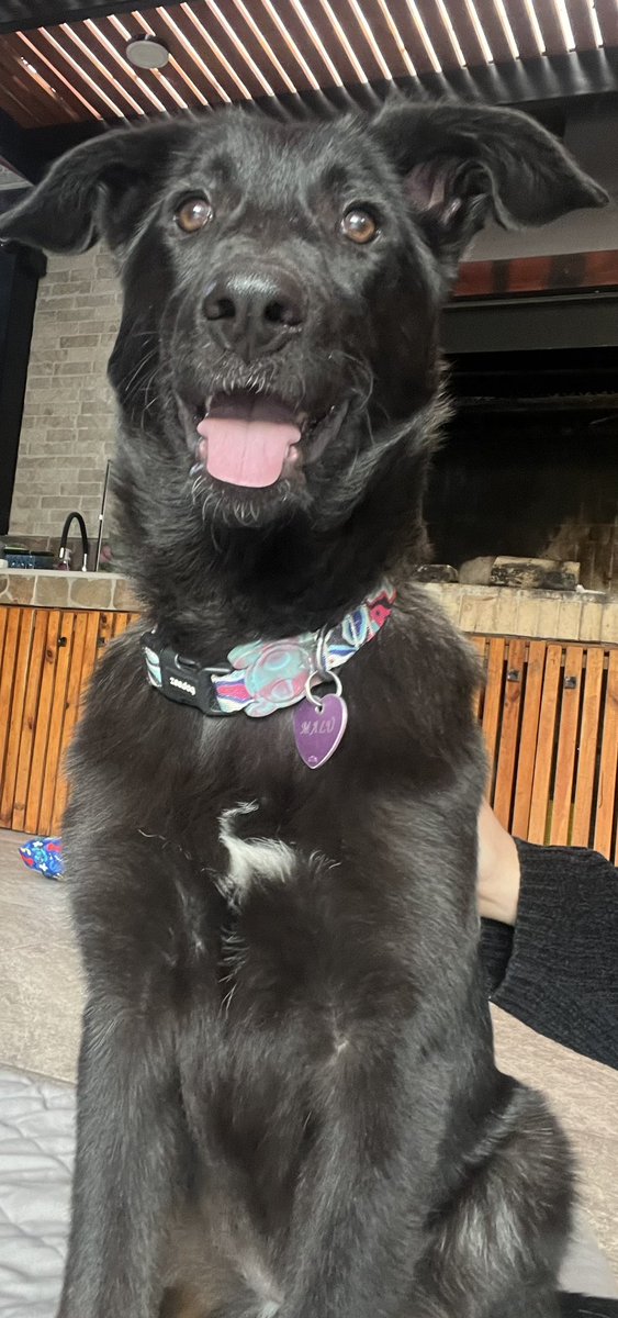 CamiLaaNicol's tweet photo. Busco familia para esta perrita. Me la encontré en Quilín, y yo la tengo en mi casa.  #peñalolen #perritoperdido https://t.co/yIdatzrqFx