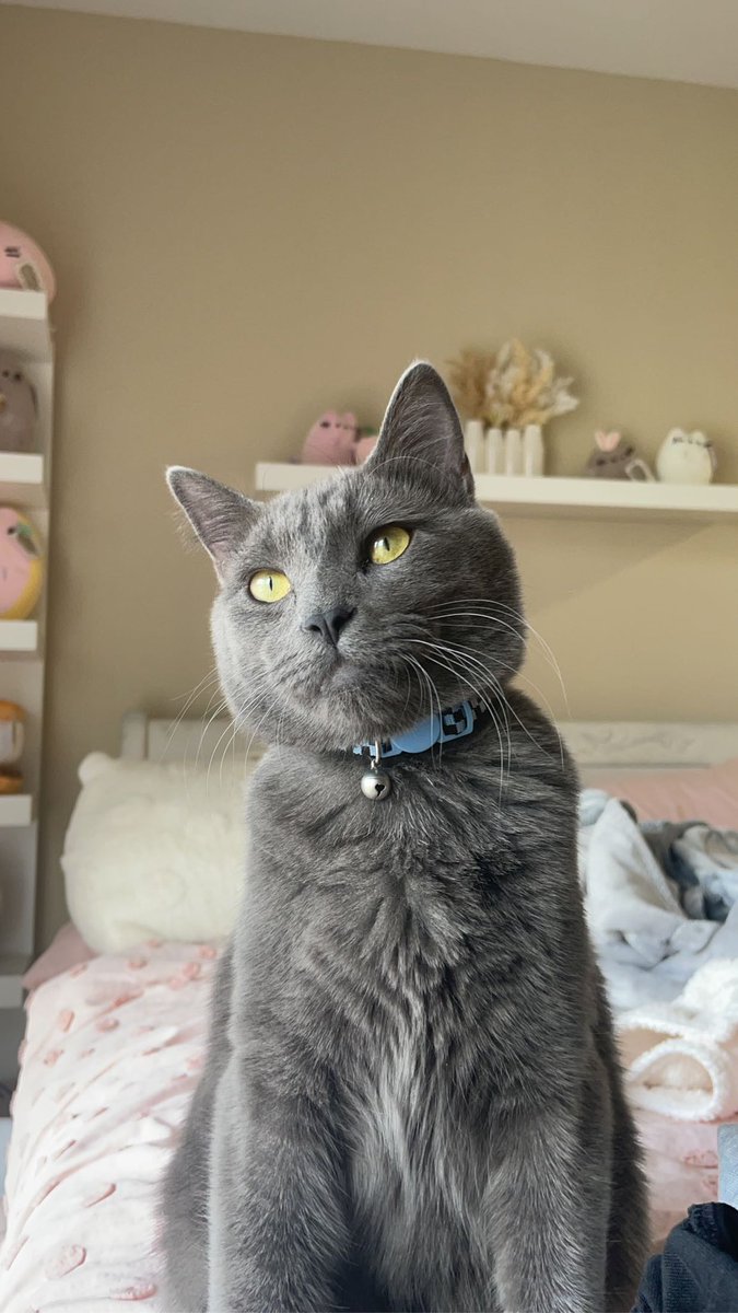 This sweet boy (Sebastian) is 10 months old!😻🐈‍⬛🐾😻