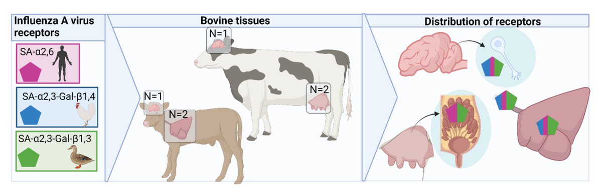 1/ New #H5N1 pre-print ⬆️ the threat level for the ongoing outbreak in dairy cows. Researchers found that cow mammary glands contain the same kind of mixed flu receptors seen in pigs. This mix of receptors is why scientists call pigs 'evolutionary labs for flu host switching'.