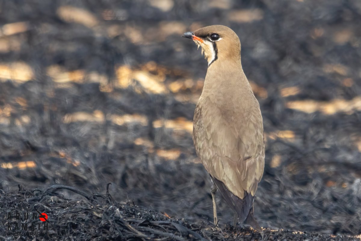 The harsh realities of pollution. The acres of farm after harvest of wheat has been burnt for setting up next crop. The summer visitors Oriental Pratincole giving a pose in the midst of the same. #TwitterNaturePhotography #birdwatching #indiaves #birdsoftwitter