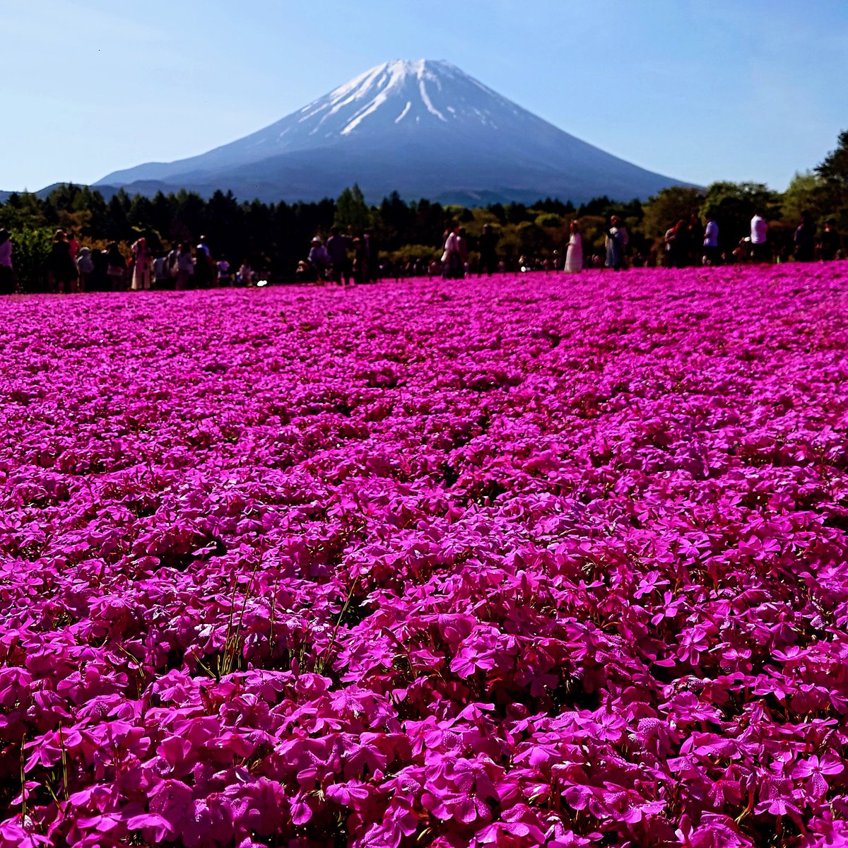 昨日は #富士芝ざくらまつり に行ってきました。ピンクを中心として色とりどりの芝ざくらは見頃でした。快晴だったので、空のブルーとのコントラストが綺麗でした。
富士山を見ると、先日開催された @MtFUJI100 （#UTMF）を思い浮かべてしまうのは仕事柄ですかね。