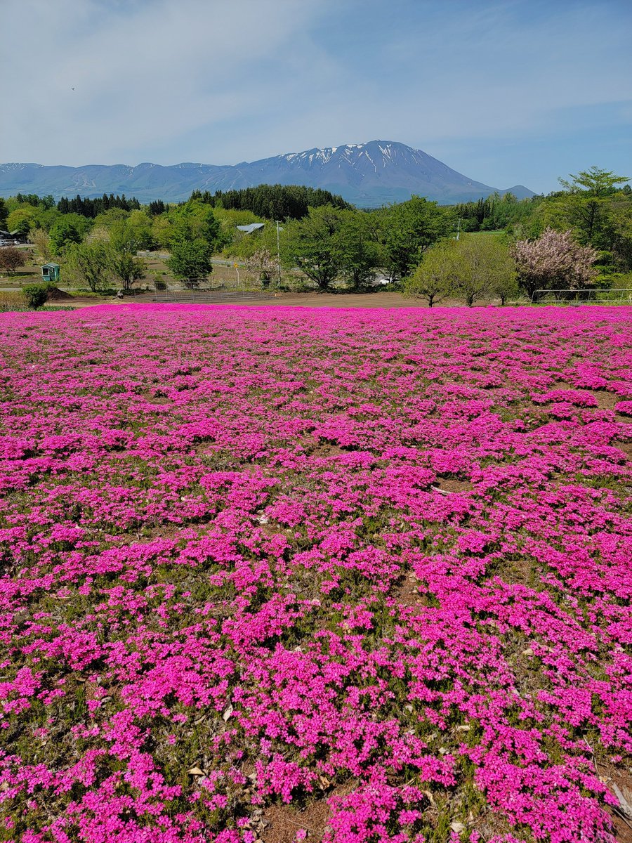 岩手県雫石町
花工房らら倶楽部さんの芝桜の丘
岩手山が美しかった
2024.5.5
#岩手県　#雫石町　#花工房らら倶楽部　　#岩手山　#芝桜