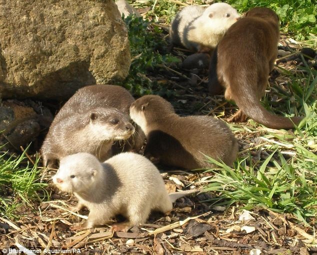 Black and White baby otter 🥰🦦❤️