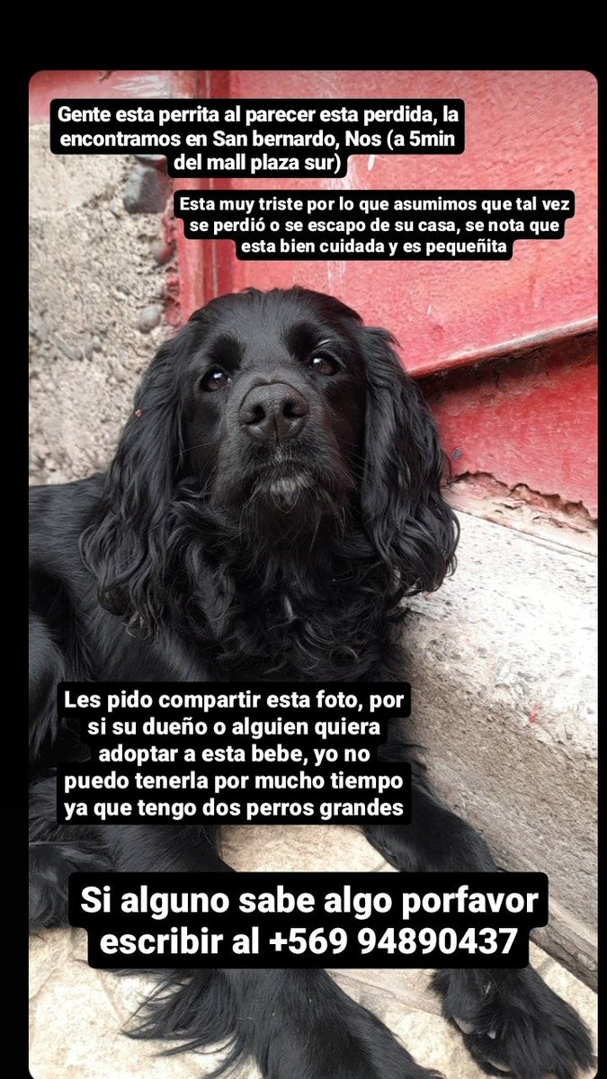 callejeritosDLV's tweet photo. #buscahogar #sanbernardo https://t.co/6vWmMqcpQv