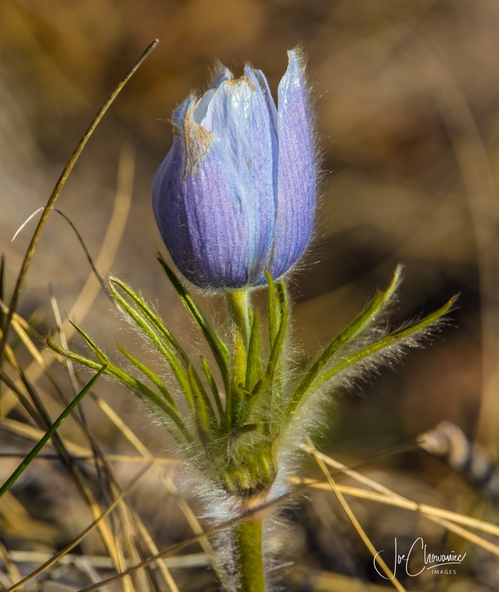 A beautiful prairie crocus.  Finally found one.

#nature #plant #flower #crocus #canon #Alberta