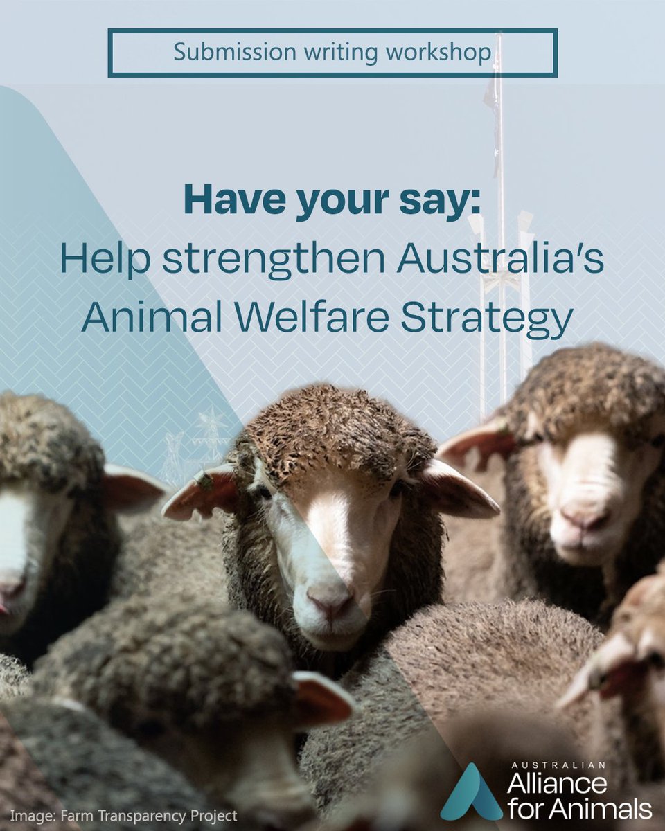 Do you want to influence Australia's national approach to animal welfare? Join our submission writing workshop tonight at 6 pm: allianceforanimals.org.au/ourwork/submis… #animalwelfare #haveyoursay